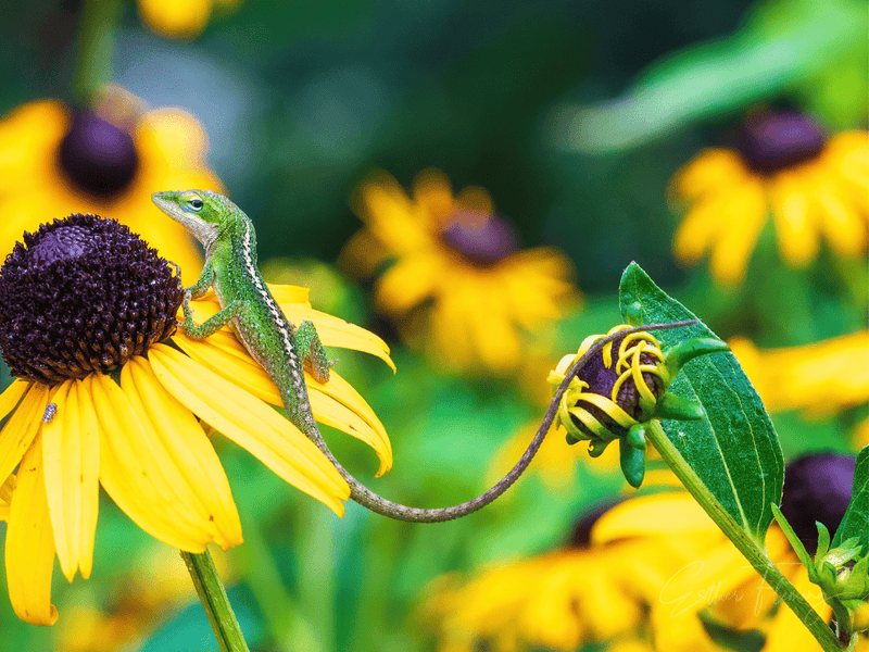 2021 Garden for Wildlife Photo Contest Winners - Garden for Wildlife