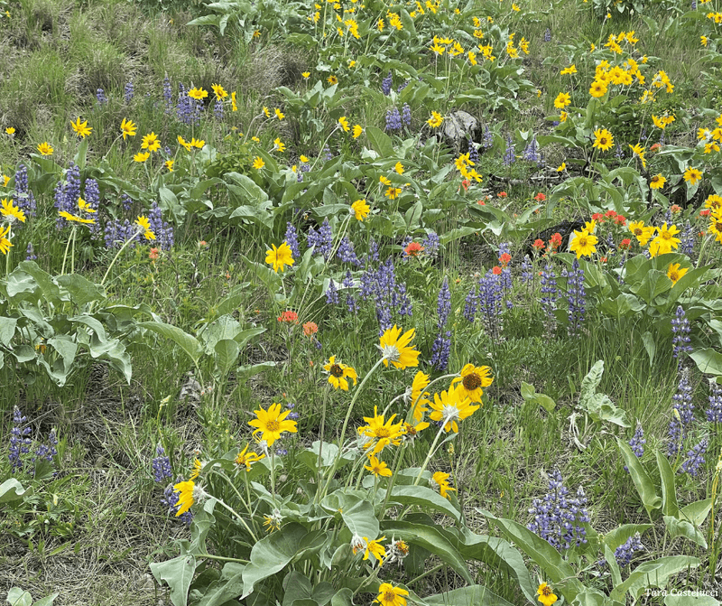 Campout and Discover Native Wildflowers! - Garden for Wildlife