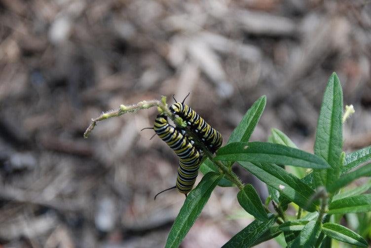 Confessions of a Wannabe Gardener - Garden for Wildlife