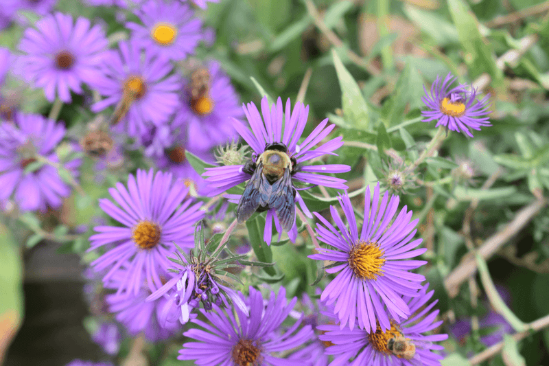 Fall Garden Task Checklist - Garden for Wildlife