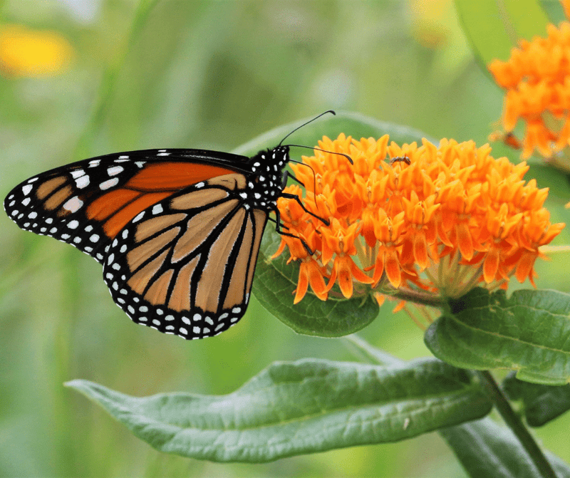 Garden for Wildlife Month: How To Make An Impact - Garden for Wildlife
