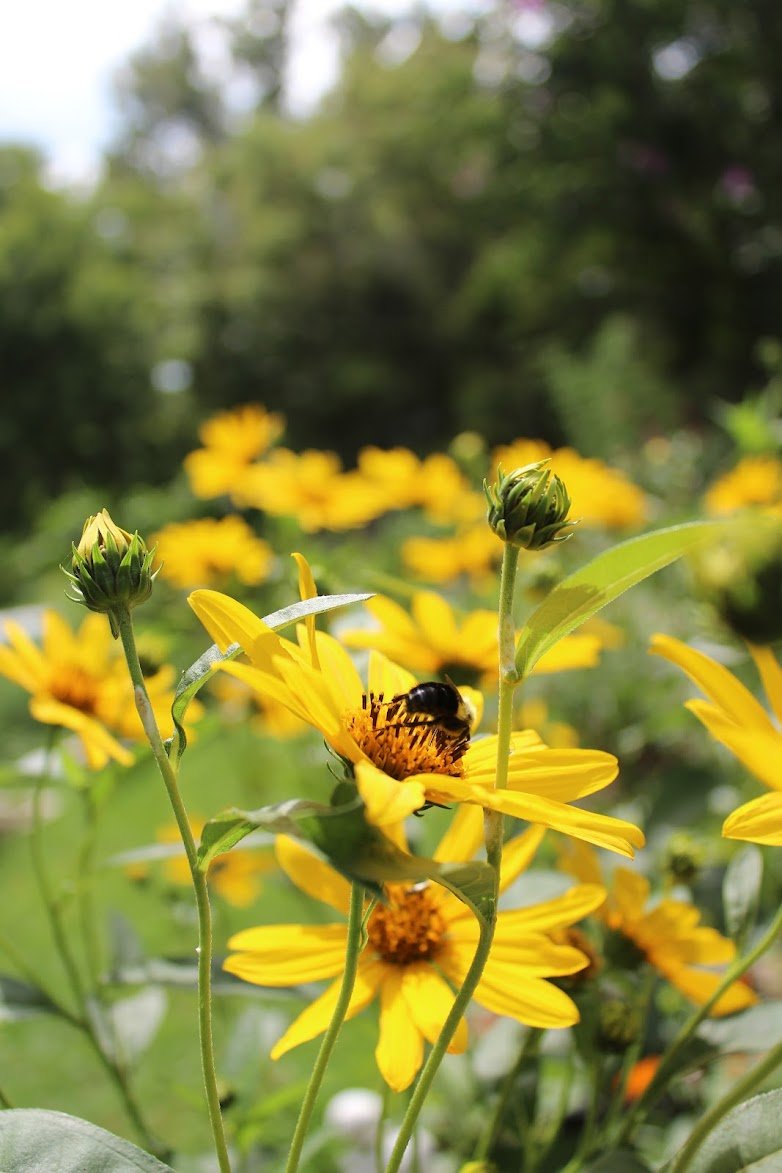 Guide to Plants and Sunlight - Garden for Wildlife