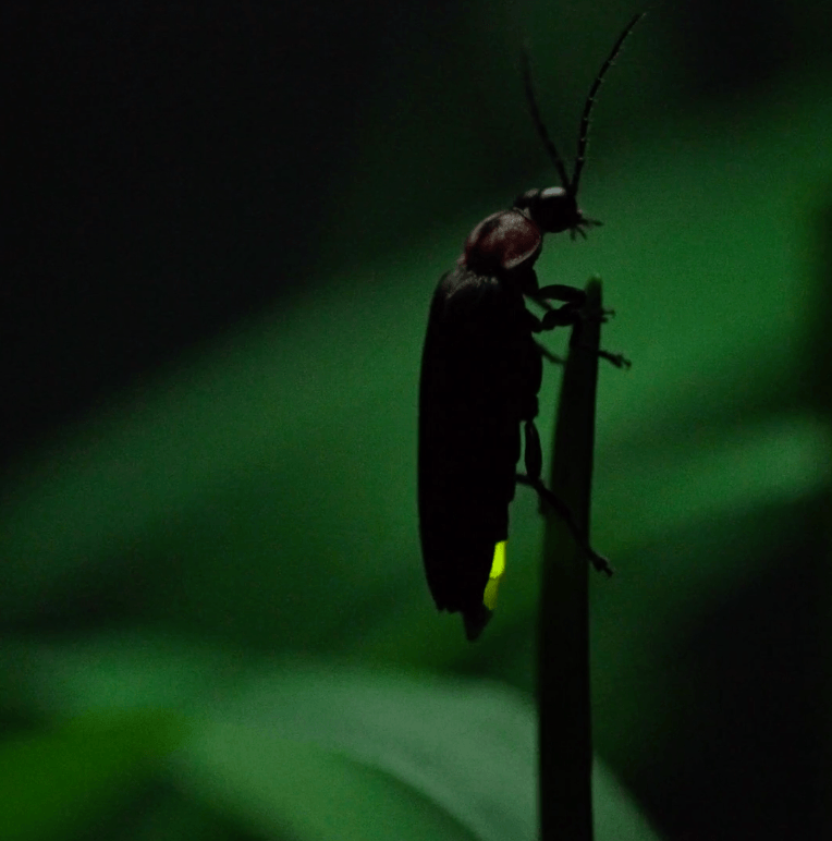 How to Attract and Build a Firefly-Friendly Habitat - Garden for Wildlife