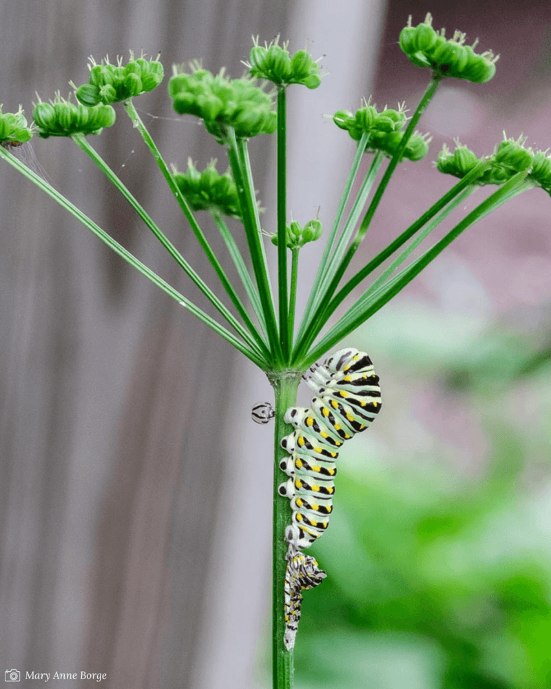 How To Help Pollinators During Pollinator Month & Pollinator Week - Garden for Wildlife
