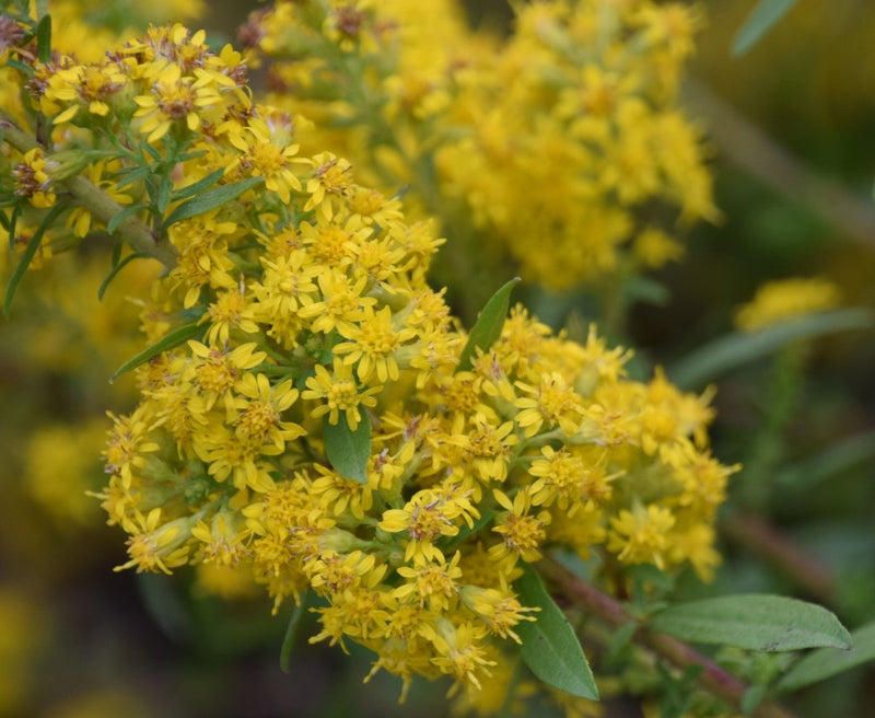 Is Fall A Good Time to Plant? - Garden for Wildlife