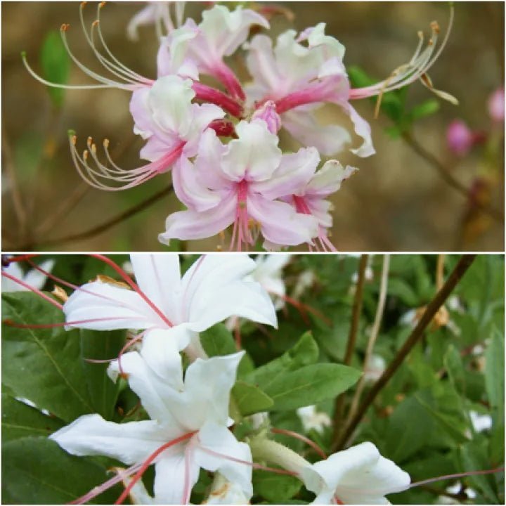 Plant Native Shrubs for Wildlife - Garden for Wildlife