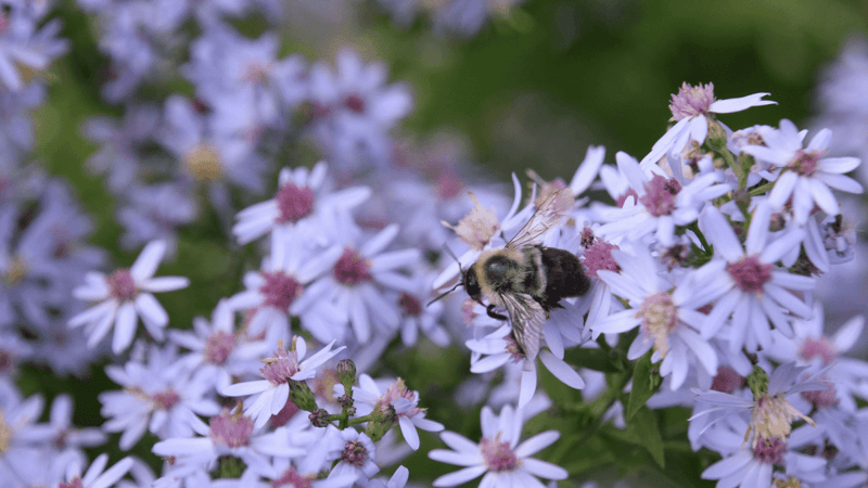 Spring Garden Care: How to care for your native plants this spring - Garden for Wildlife