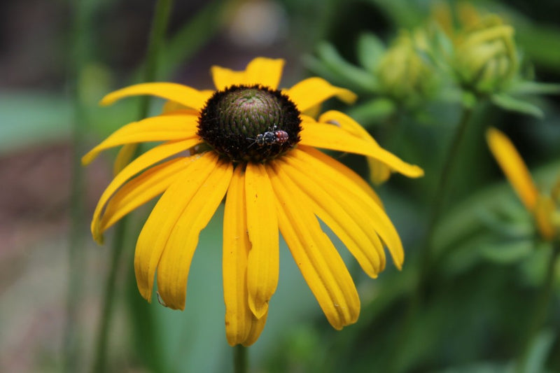 Summer Garden Task Checklist - Garden for Wildlife