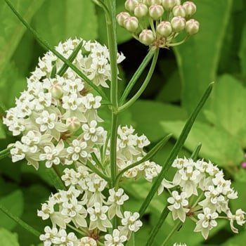 The Truth about the Butterfly Bush (And What To Plant Instead!) - Garden for Wildlife
