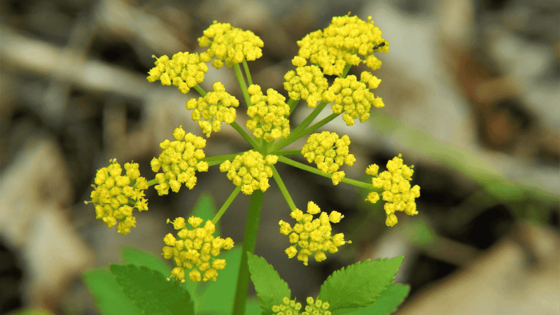 When to expect emergence from your native plants each year - Garden for Wildlife