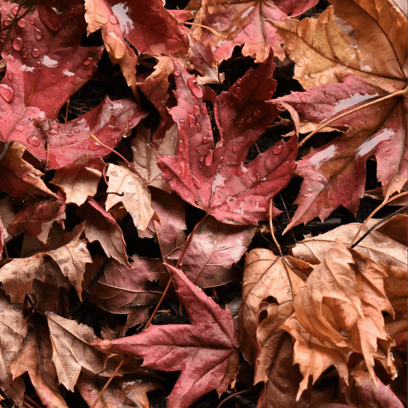 Why You Should Leave The Leaves for Wildlife - Garden for Wildlife