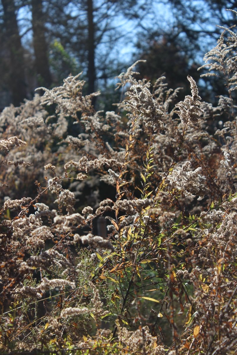 Winter Garden Tips for Native Plants - Garden for Wildlife
